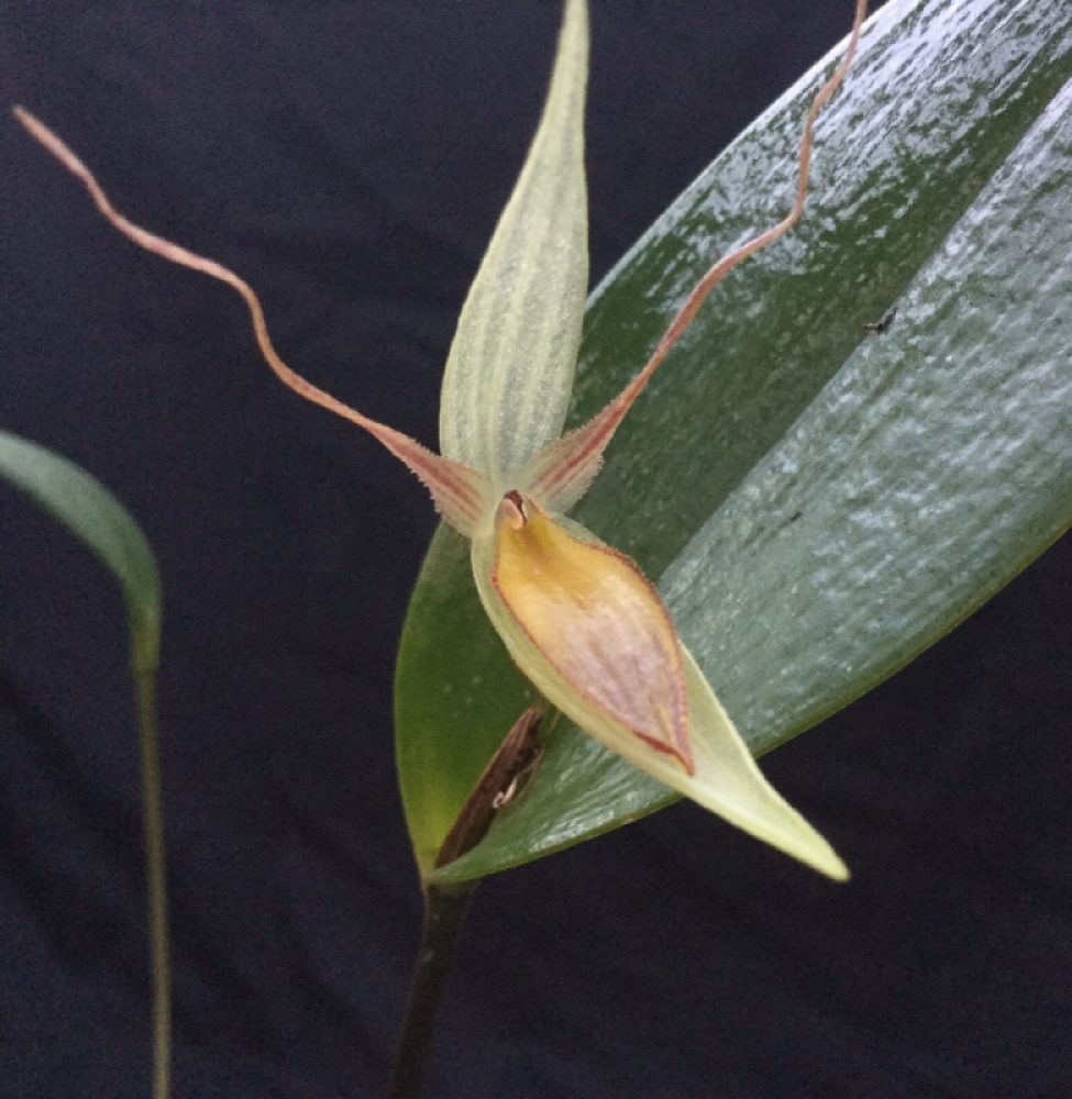 Pleurothallis nuda