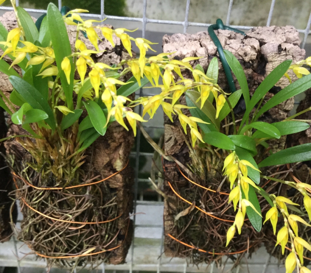 Pleurothallis costaricensis