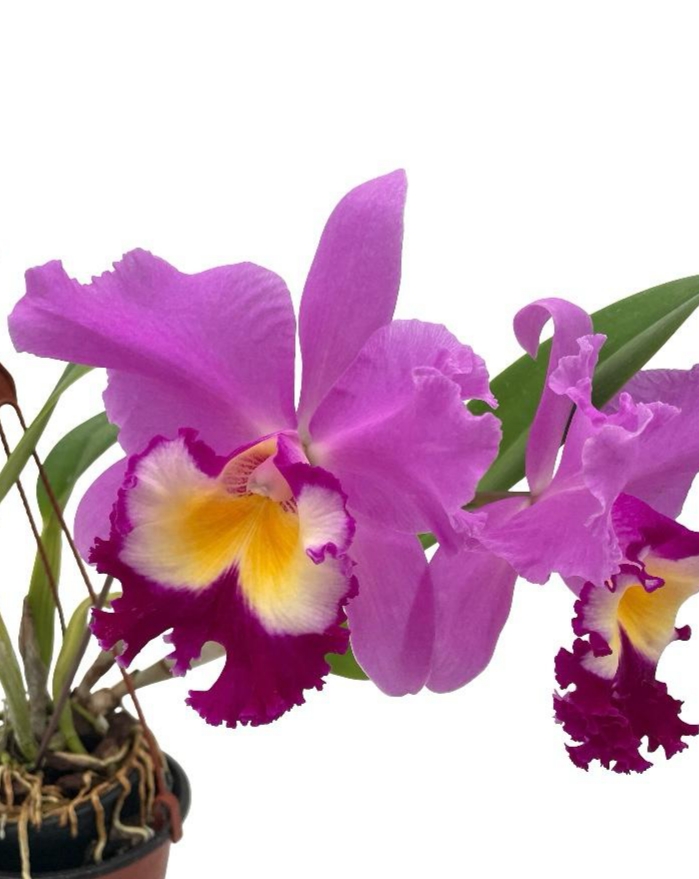Cattleya Wangnamkeaw Butterfly