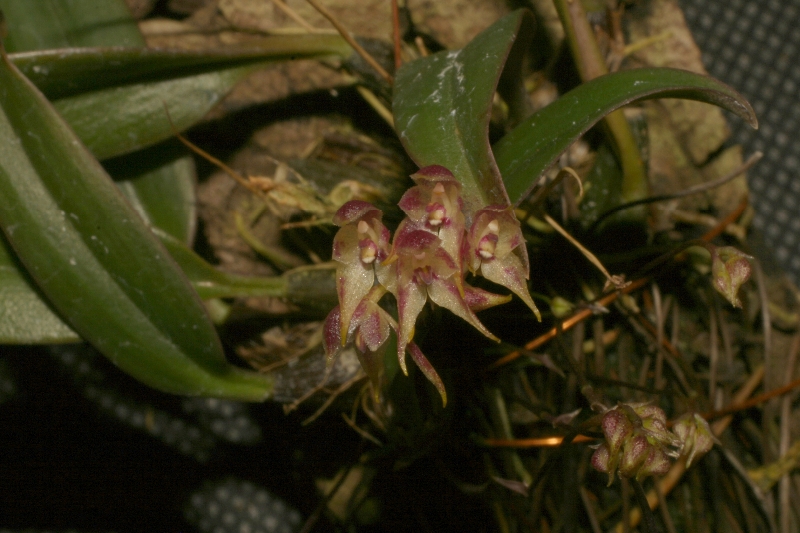 Bulbophyllum levinei