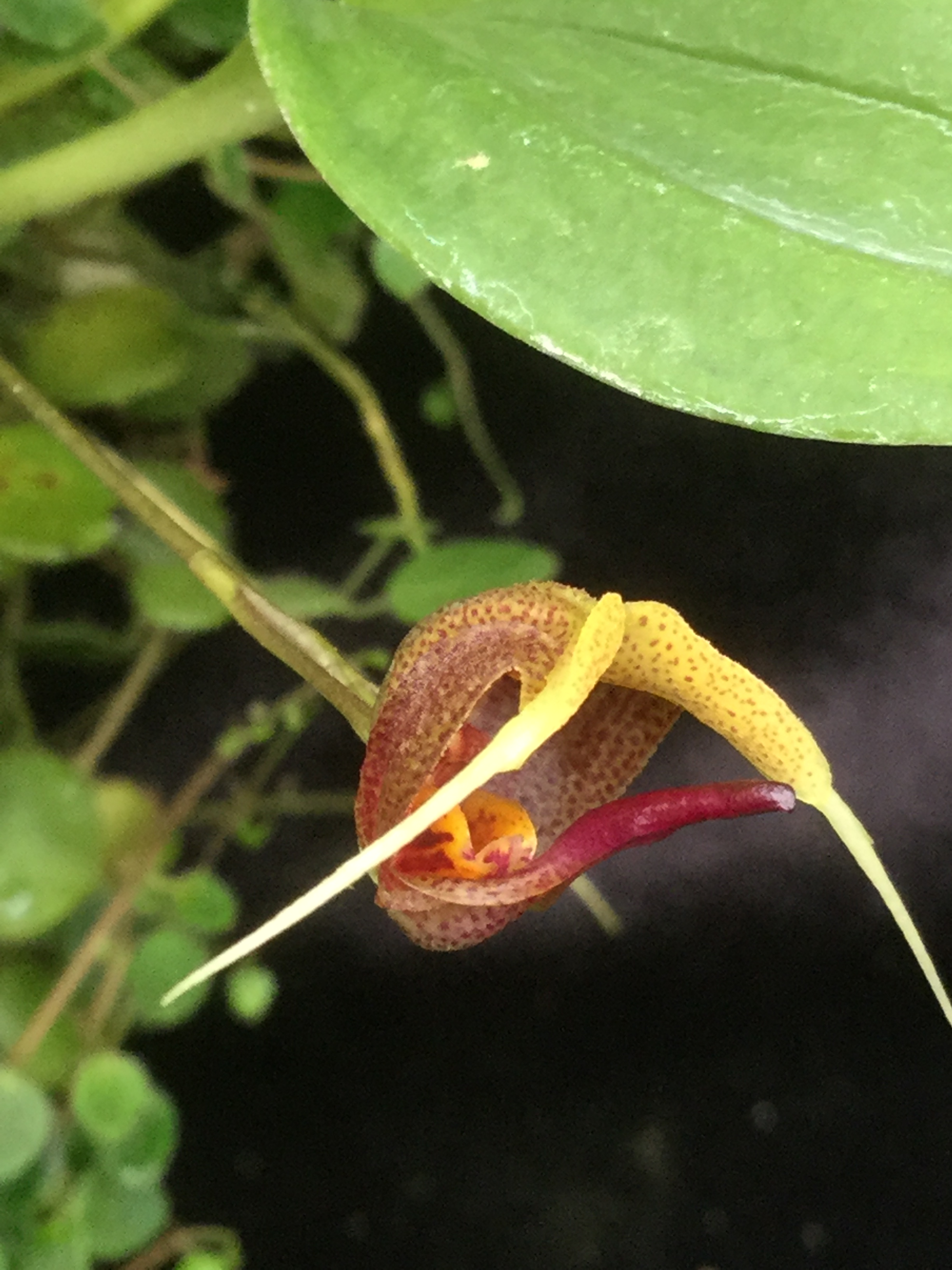 Scaphosepalum swertifolium mit weißen Spitzen