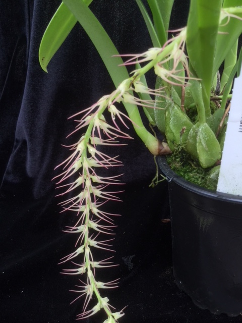 Bulbophyllum cocoinum