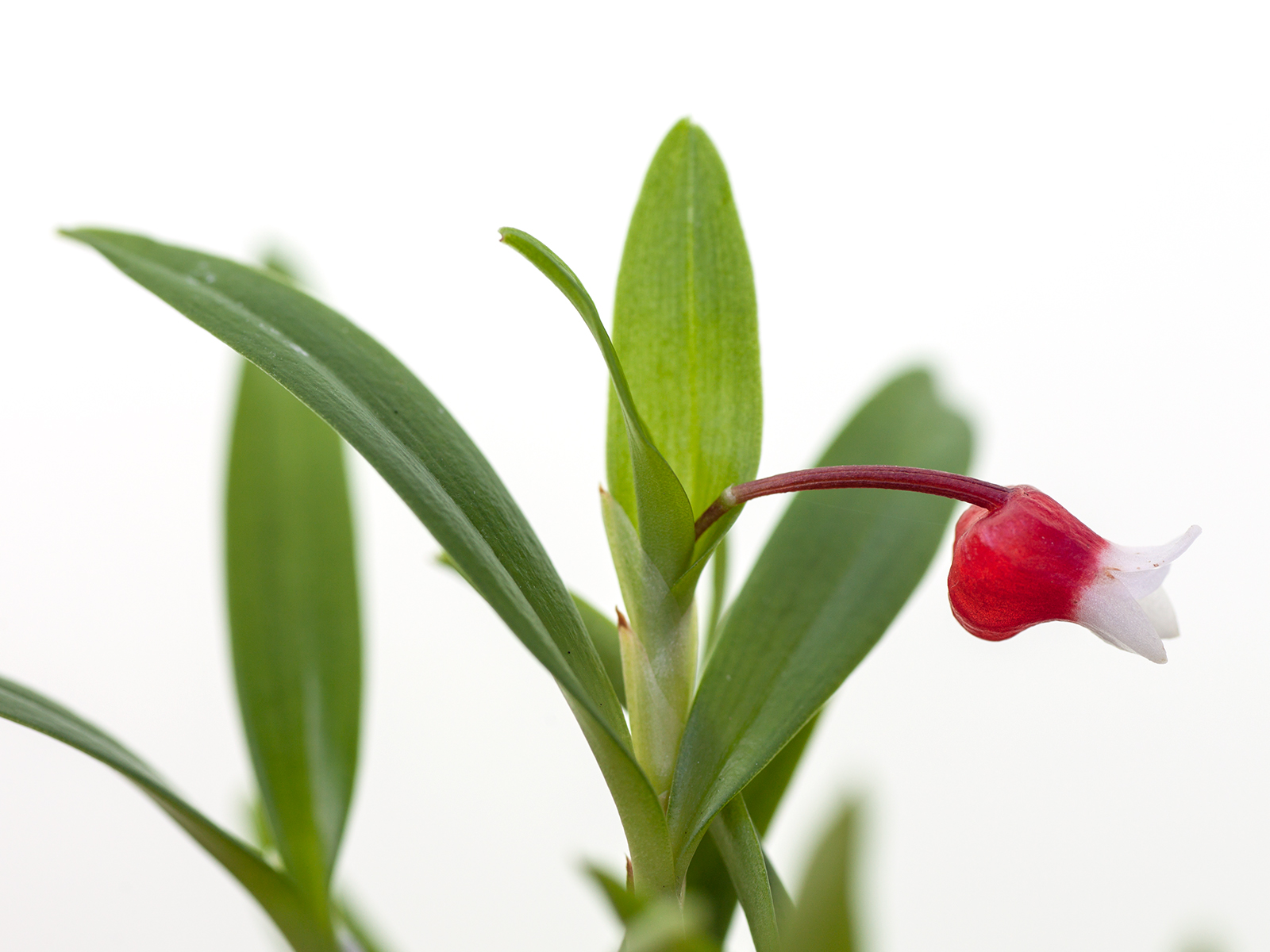 Mediocalcar bifolium