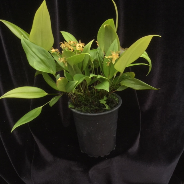 Pleurothallis powellii   hell