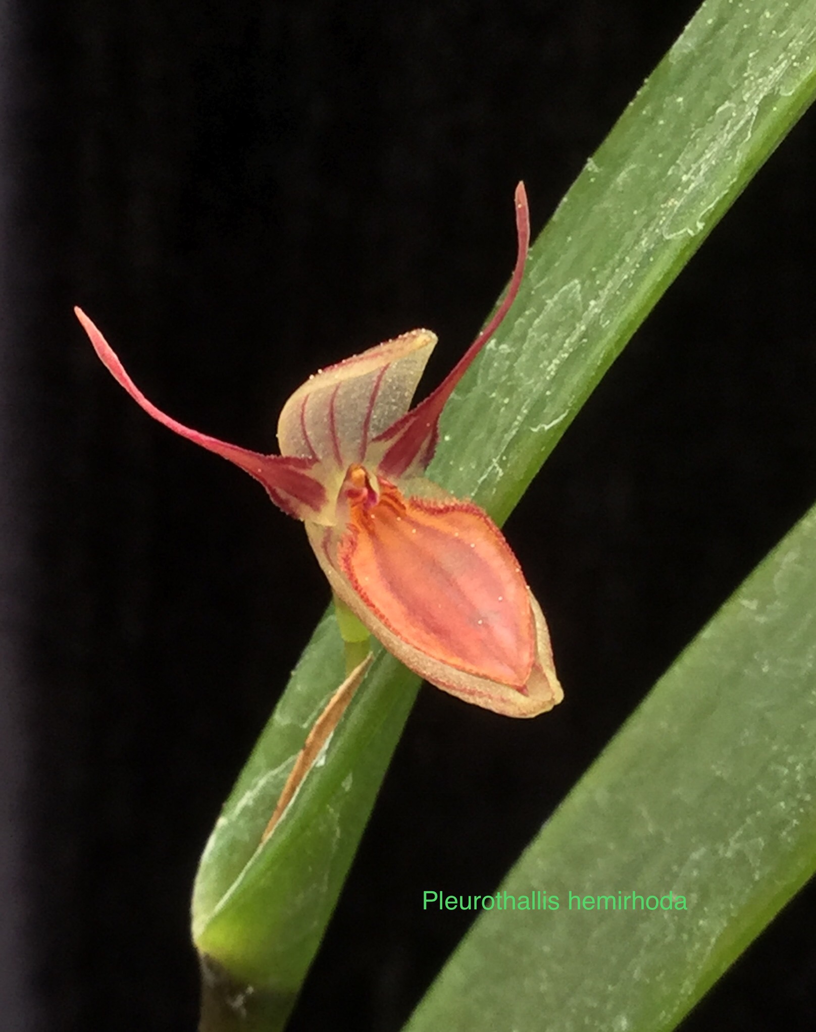 Pleurothallis nuda