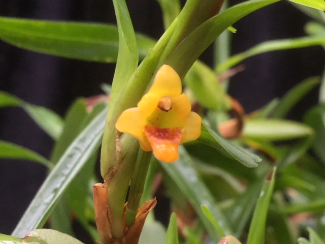 Maxillaria caespitifica