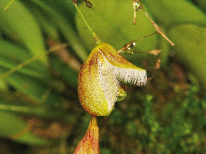 Pleurothallis cypripedioides