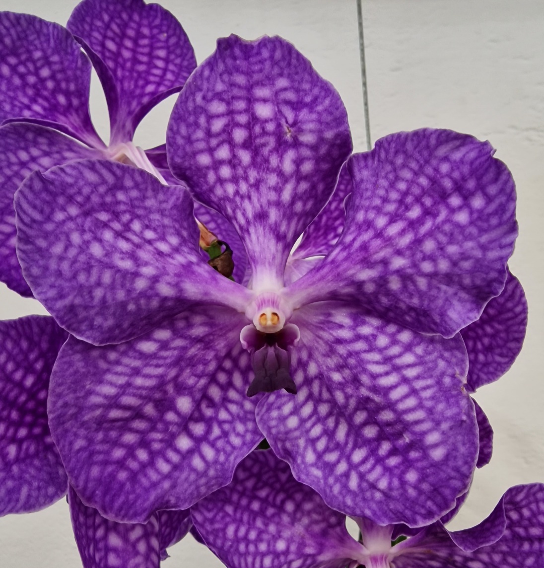 Vanda KANCHANA® Delft Blue