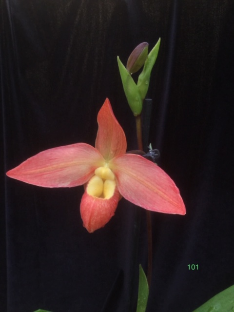 Phragmipedium Eric Young(longifolium x bessae)
