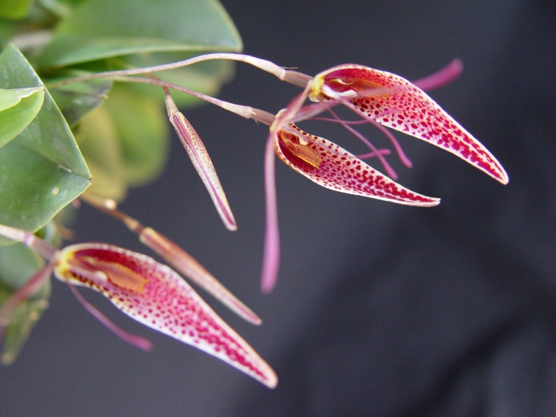 Restrepia condorensis