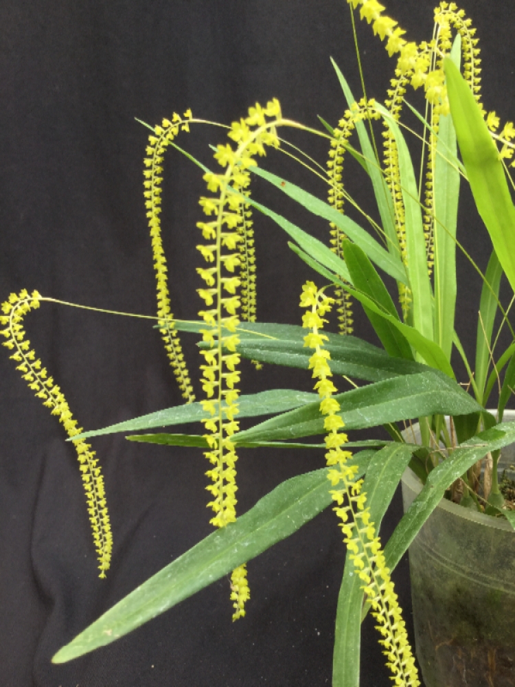 Dendrochilum filiforme (mounted)