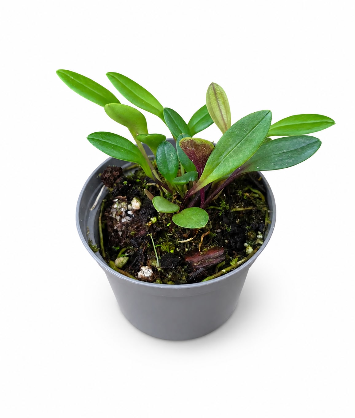 Porroglossum echidna