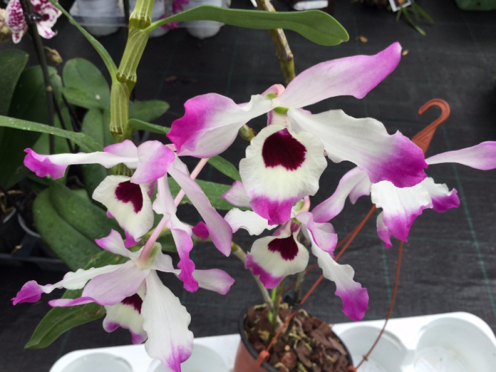 Dendrobium nobile var.cooksonianum