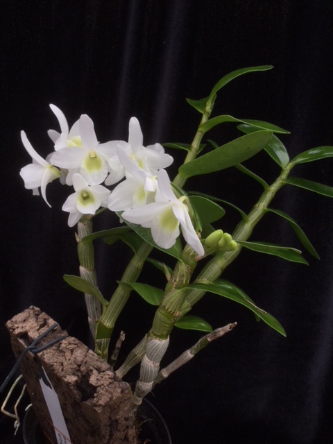 Dendrobium Pocket Lover (aufgebunden)