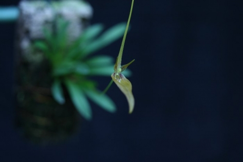 Barbosella hirtzii