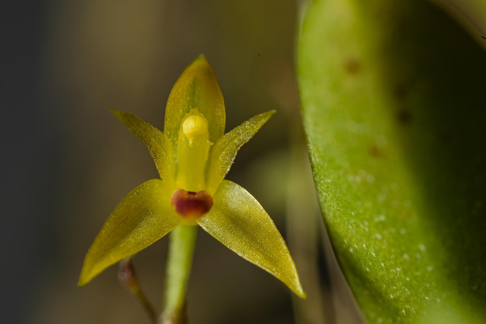 Pleurothallis sertularioides