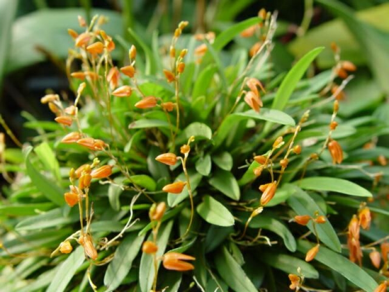 Pleurothallis lanceola