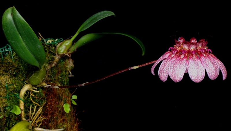 Bulbophyllum eberhardtii