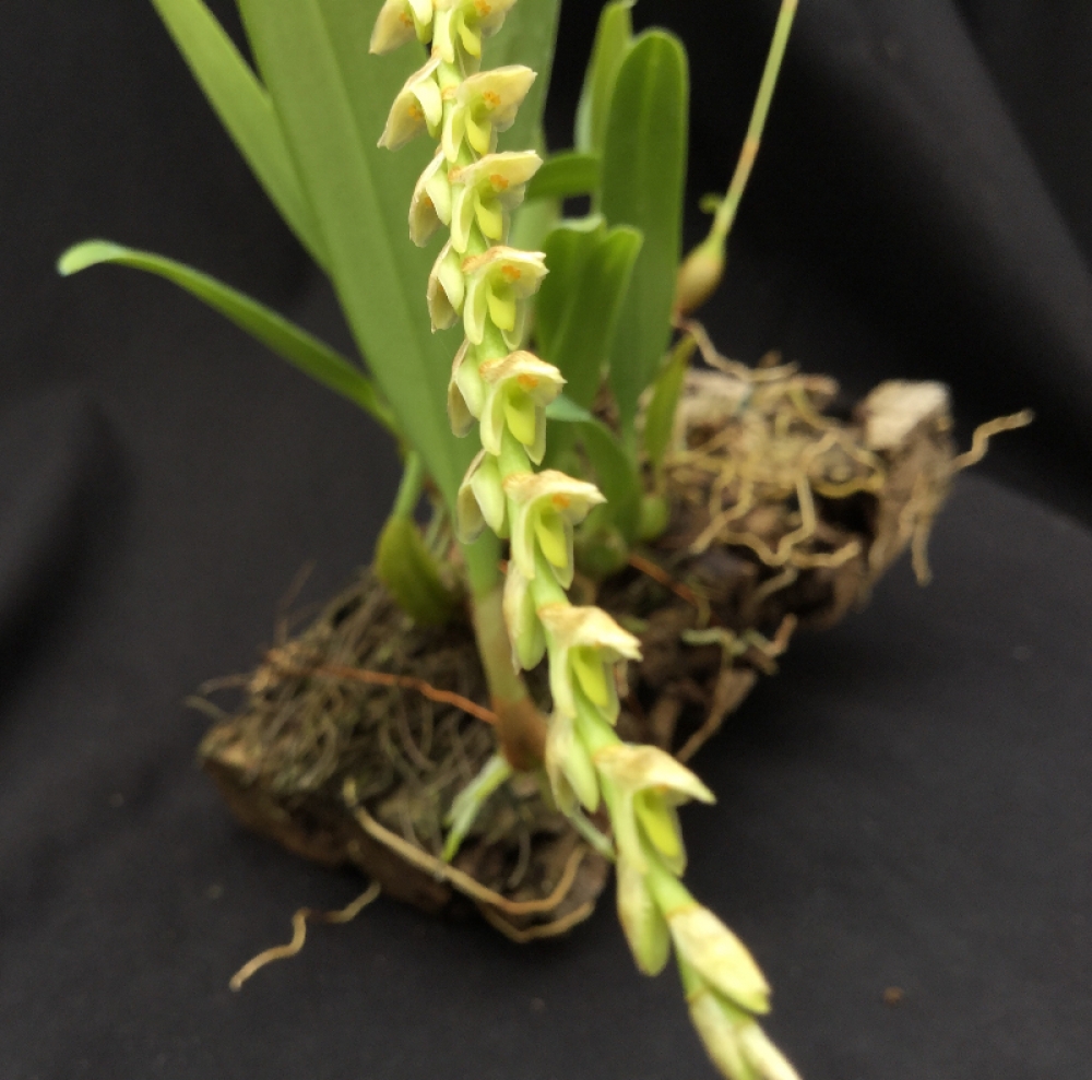Bulbophyllum sunipia(aufgebunden)