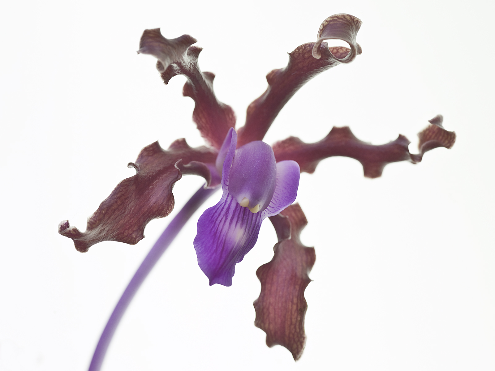 Laelia splendida