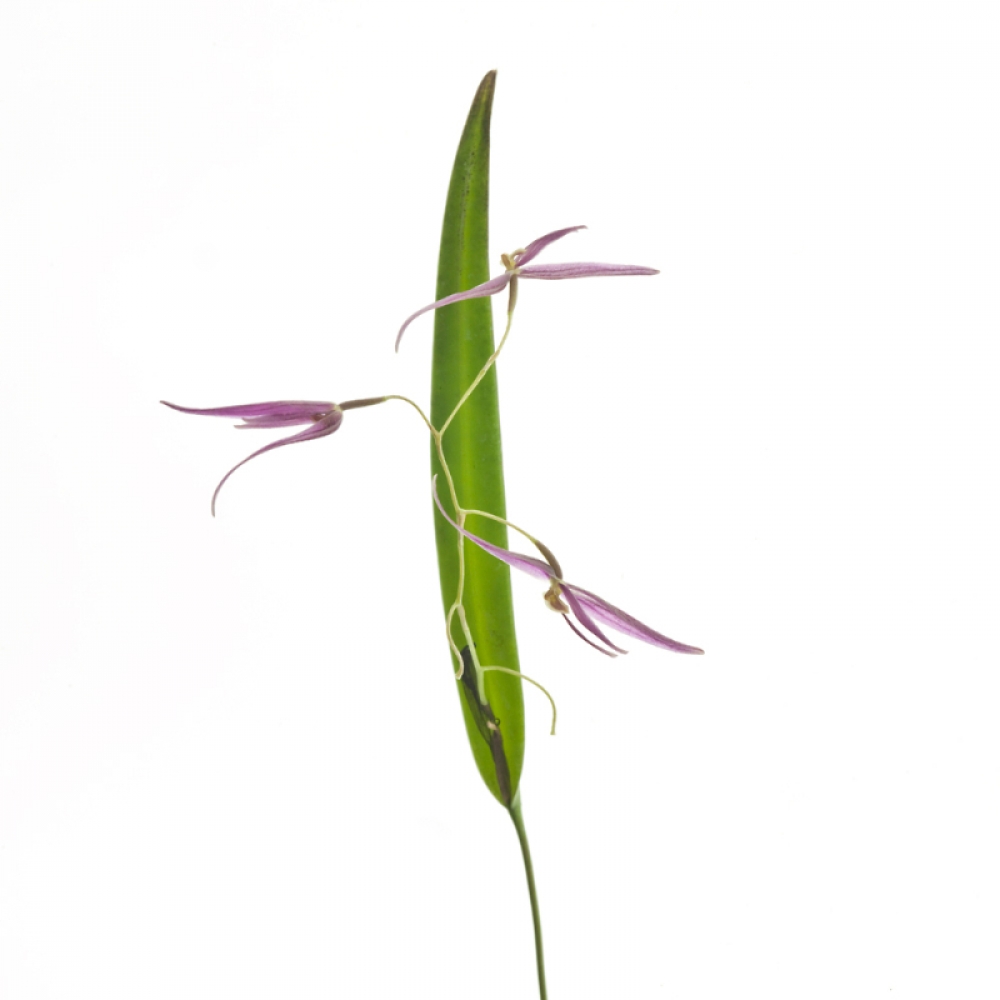 Pleurothallis luctuosa