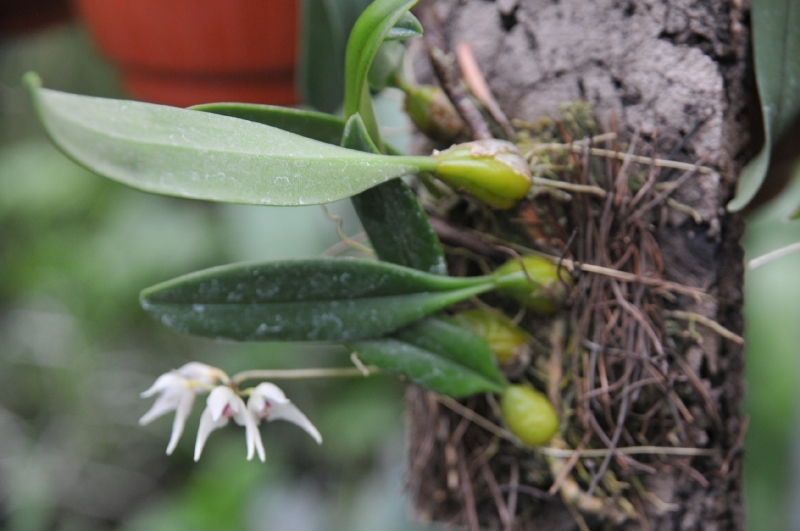 Bulbophyllum acutiflorum