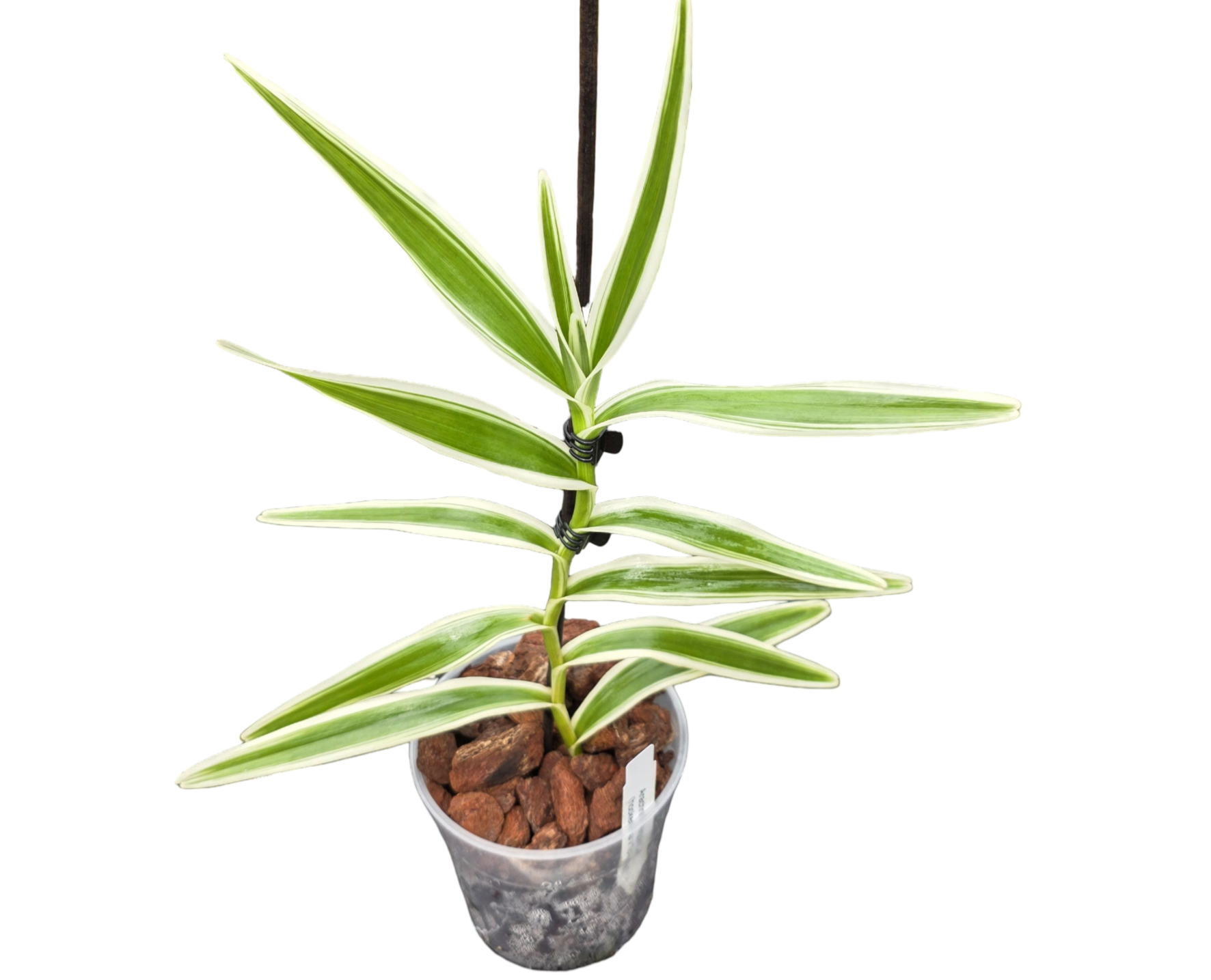 Arachnis Maggie Oei Variegata (hookeriana x flos-aeris)