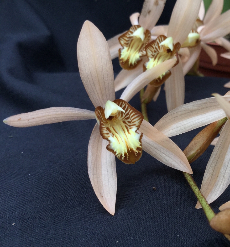 Coelogyne massageana (tomentosa)