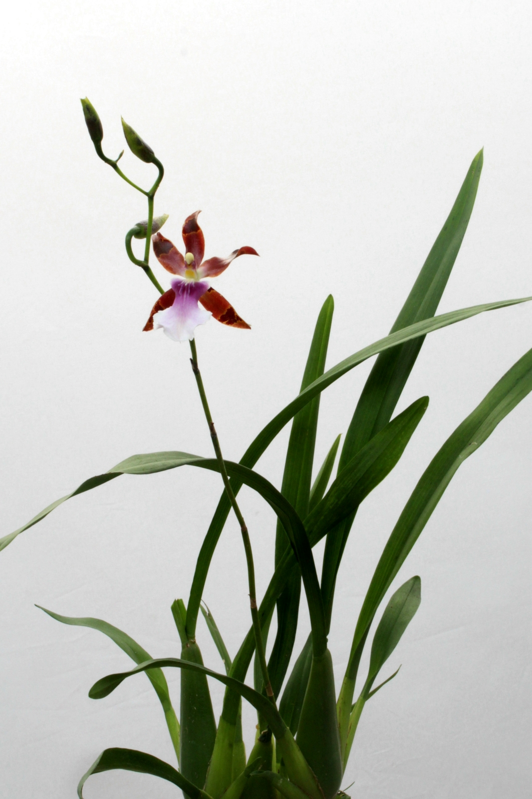 Miltonia clowesii