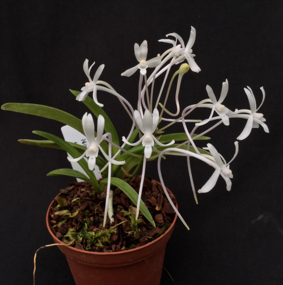 Neofinetia falcata