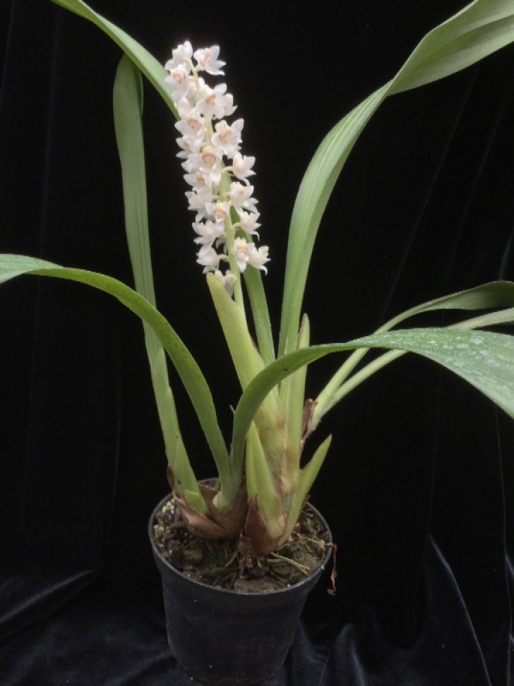Bryobium hyacinthoides