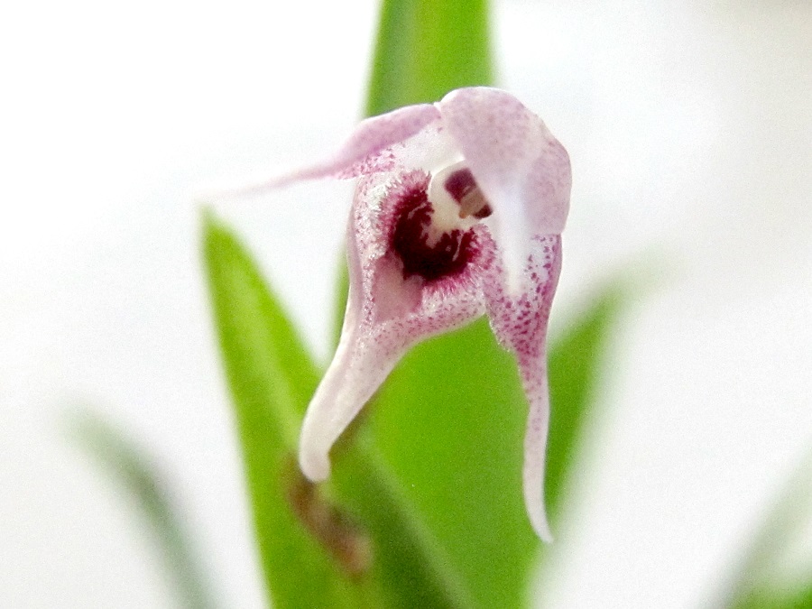 Pleurothallis scoparum