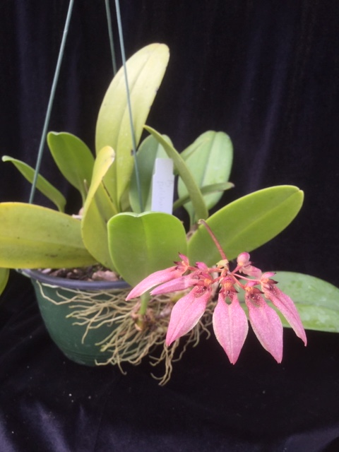 Bulbophyllum pulchrum