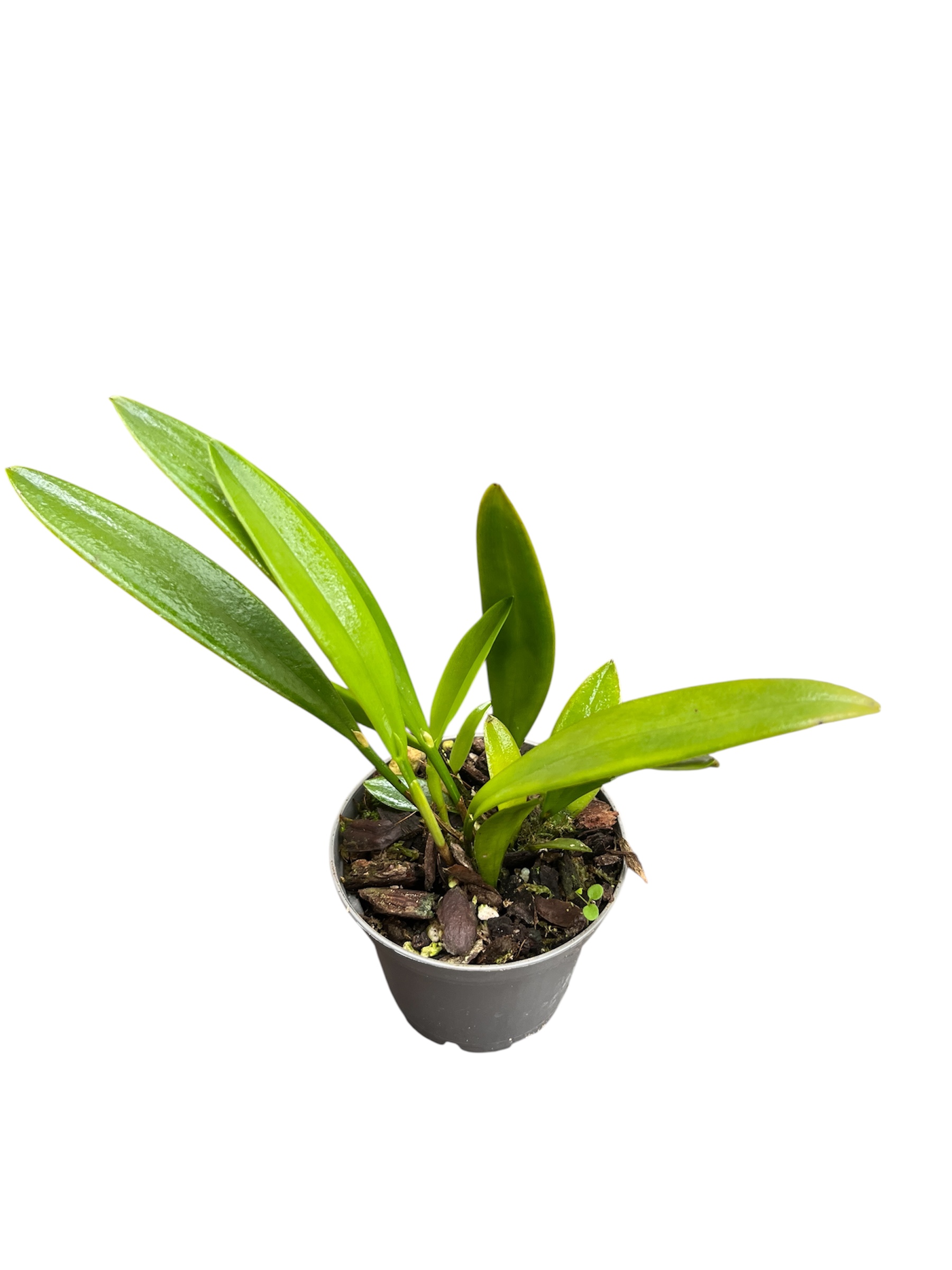 Acianthera  hoffmannseggiana