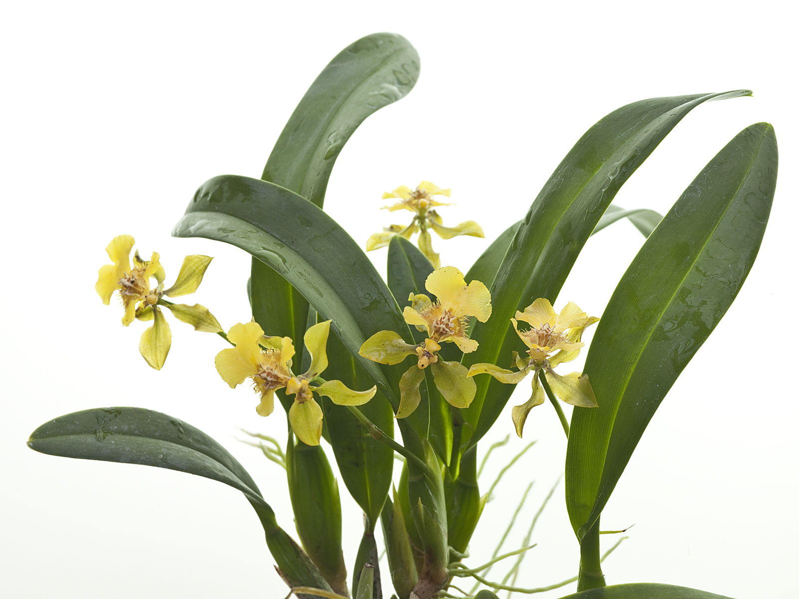 Oncidium longipes