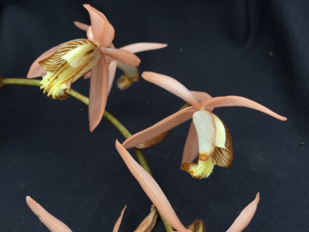 Coelogyne massageana (tomentosa)