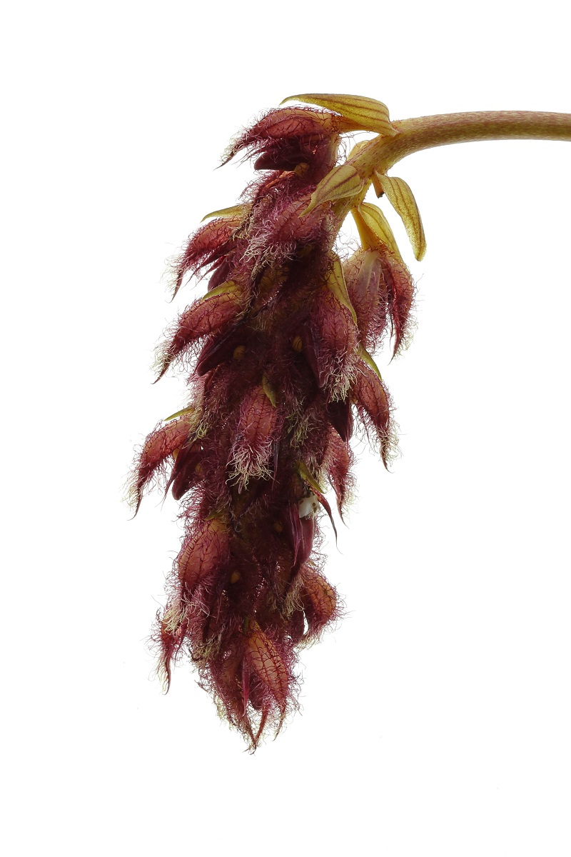 Bulbophyllum taeter