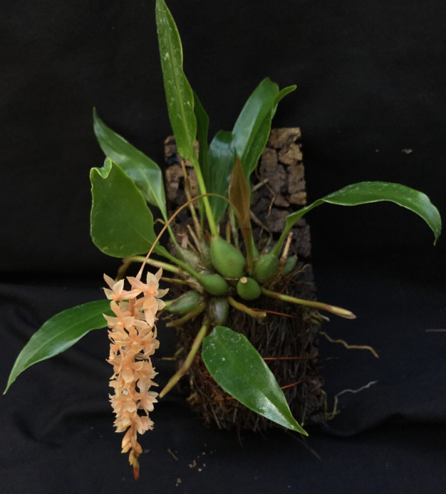 Dendrochilum graciliscapum