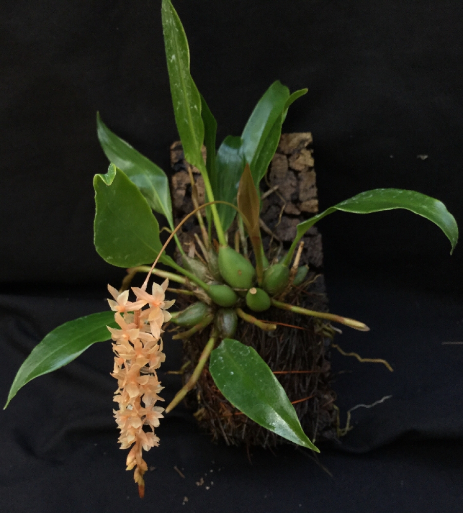 Dendrochilum graciliscapum (mounted)