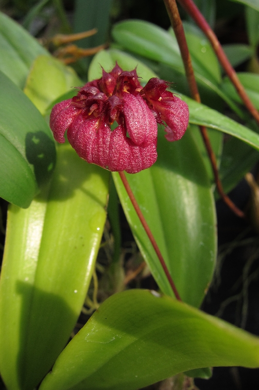 Bulbophyllum corolliferum