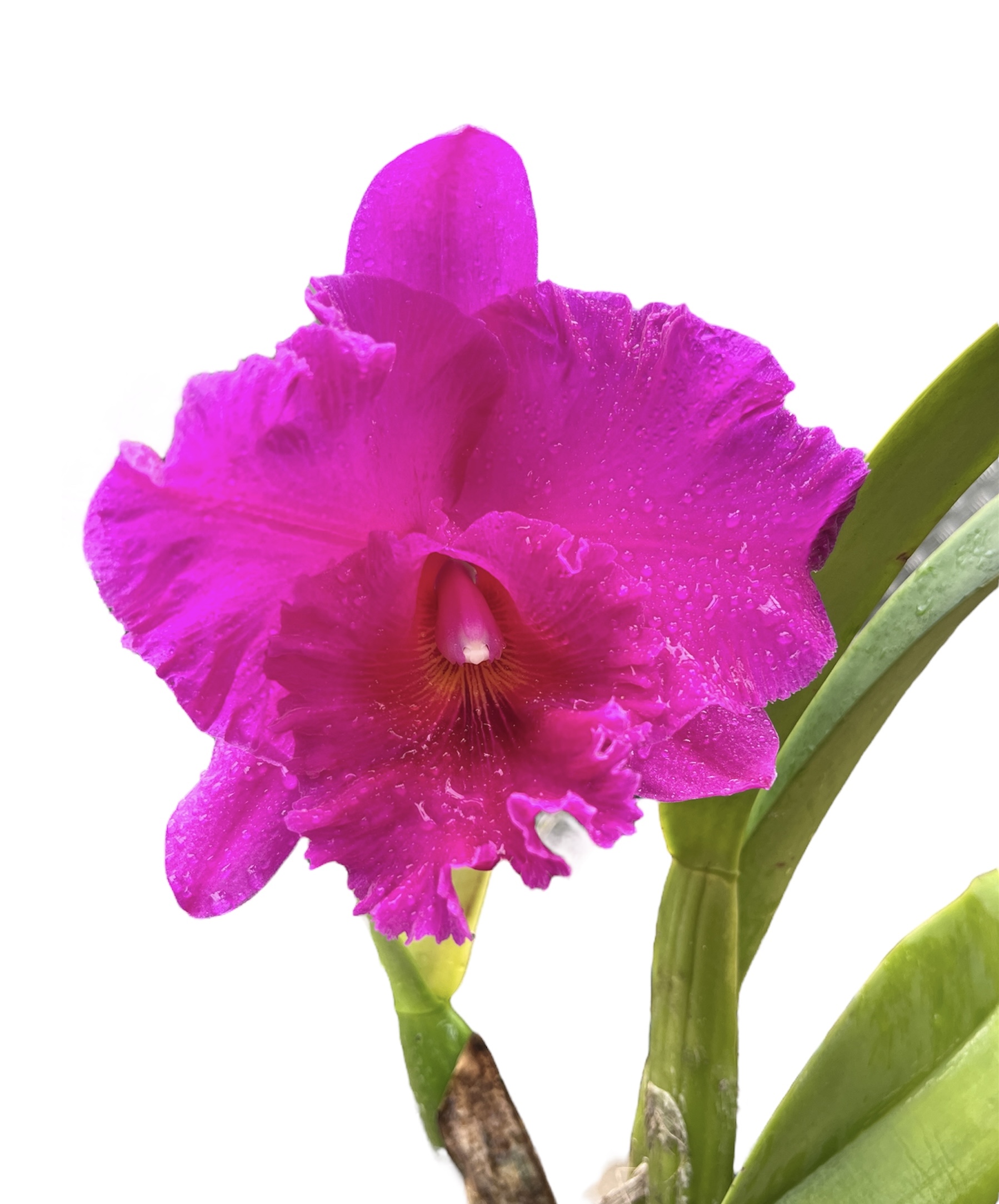 Cattleya Haw Yuan Gold 'Yung Kang #2' GM/WOC FCC/RH