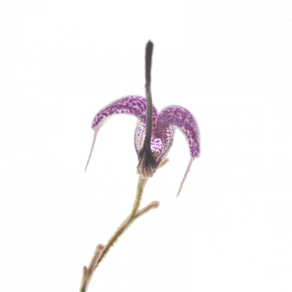 Scaphosepalum lima