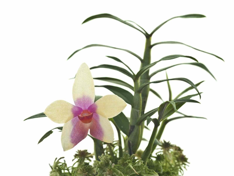 Dendrobium cuthbertsonii x sulawesiense