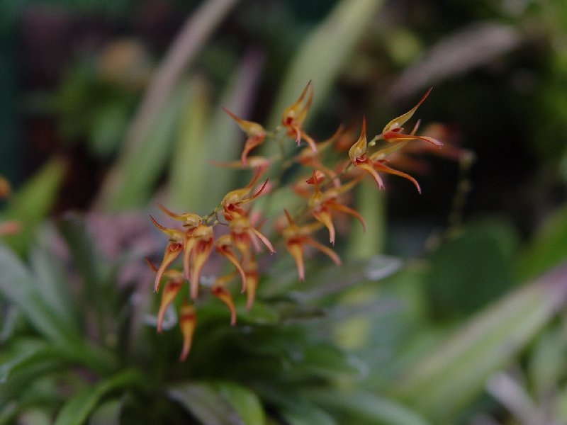 Pleurothallis picta orange