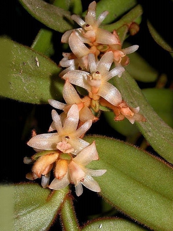 Trichotosia (Eria) barbarossa