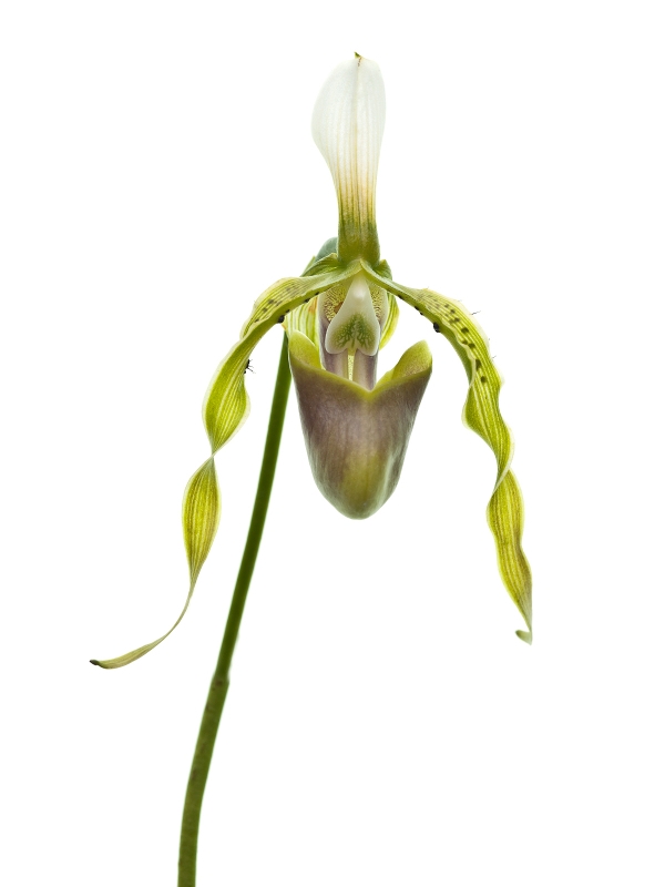 Paphiopedilum dianthum