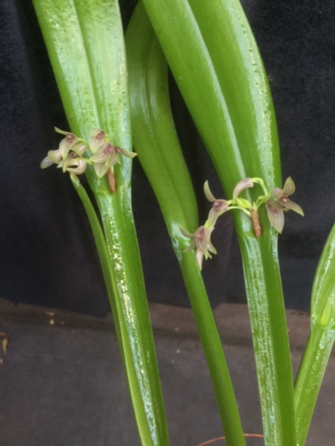 Pleurothallis sicaria