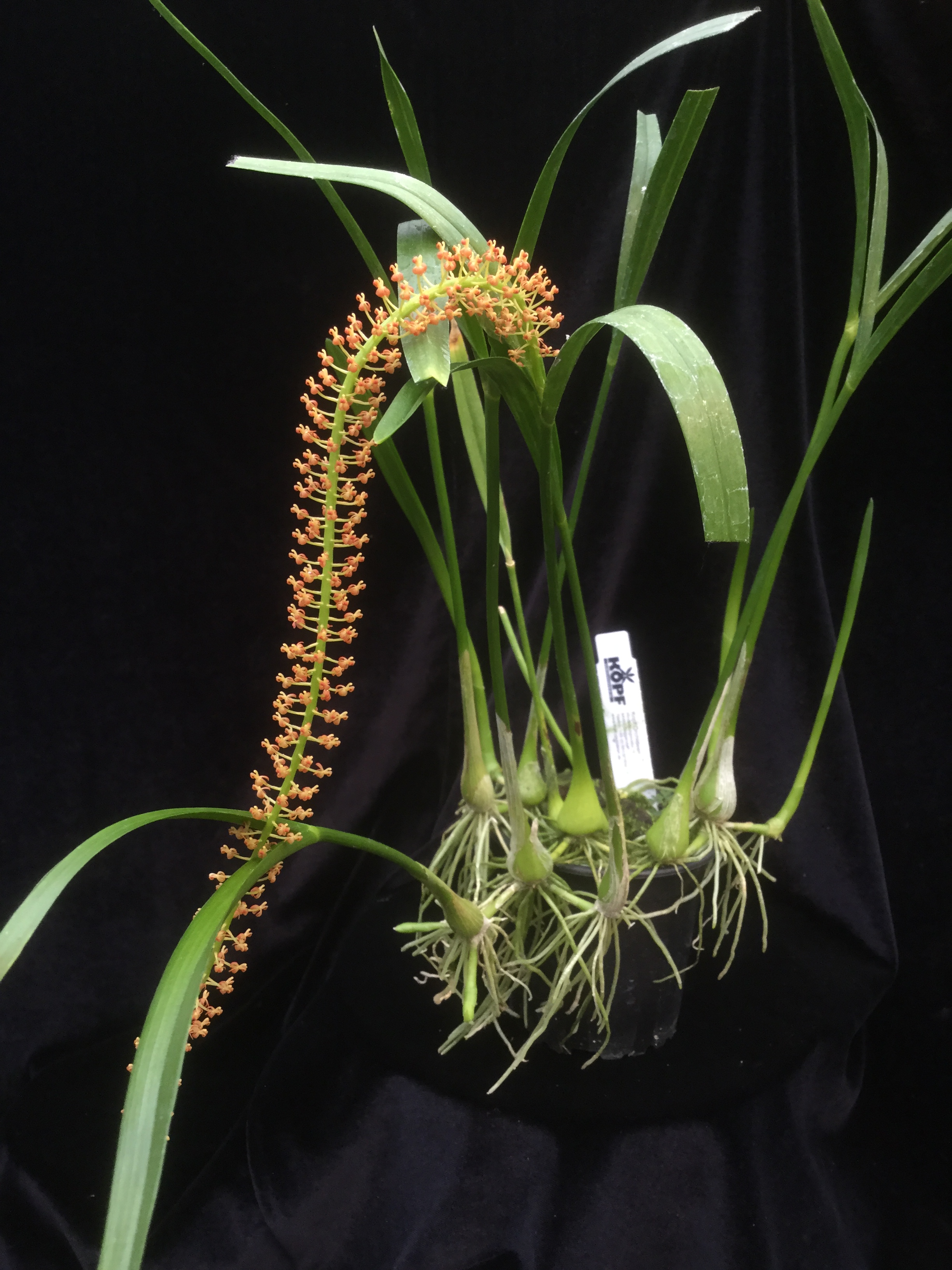 Liparis condylobulbon