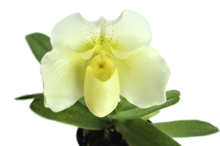 Paphiopedilum Mrs. White