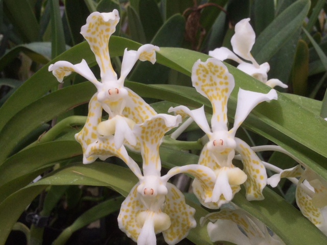 Vanda tricolor suavis alba